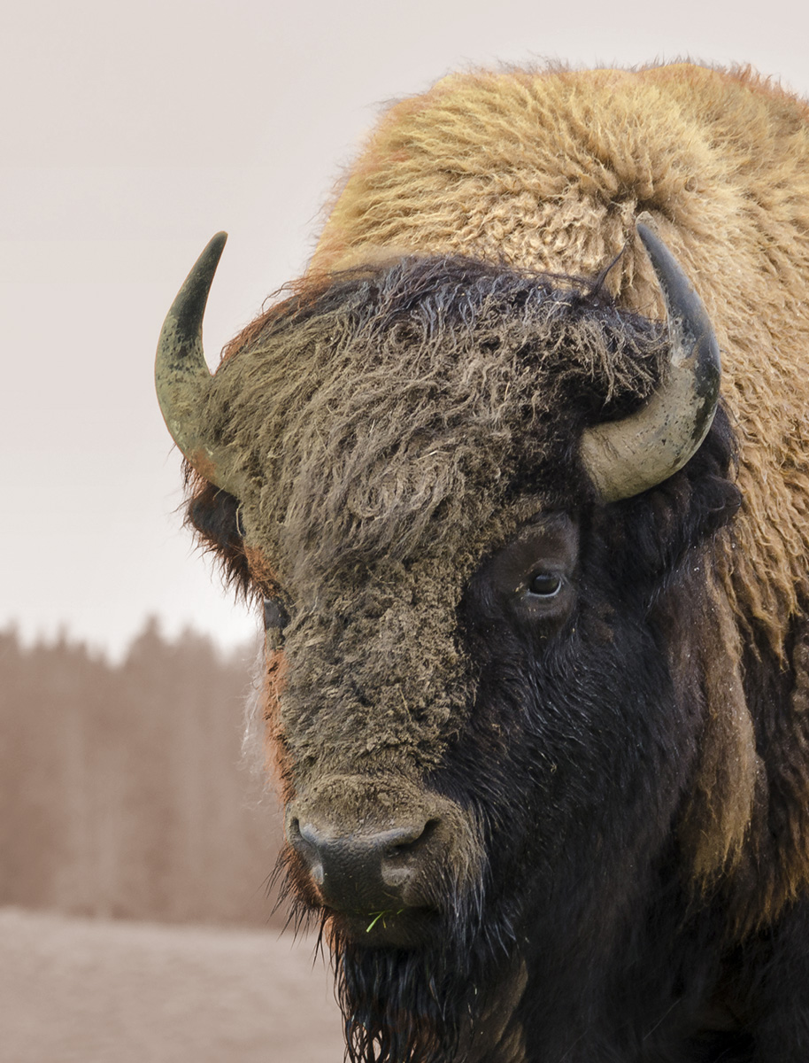 Striking photograph of a Bison in a Utah landscape.
