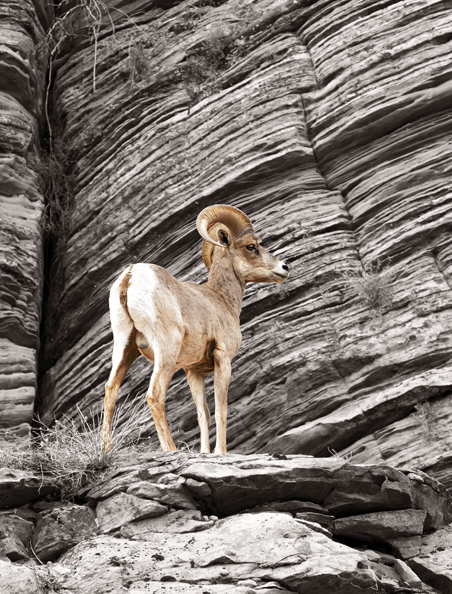 Striking photograph of a mountain goat in southern Utah.