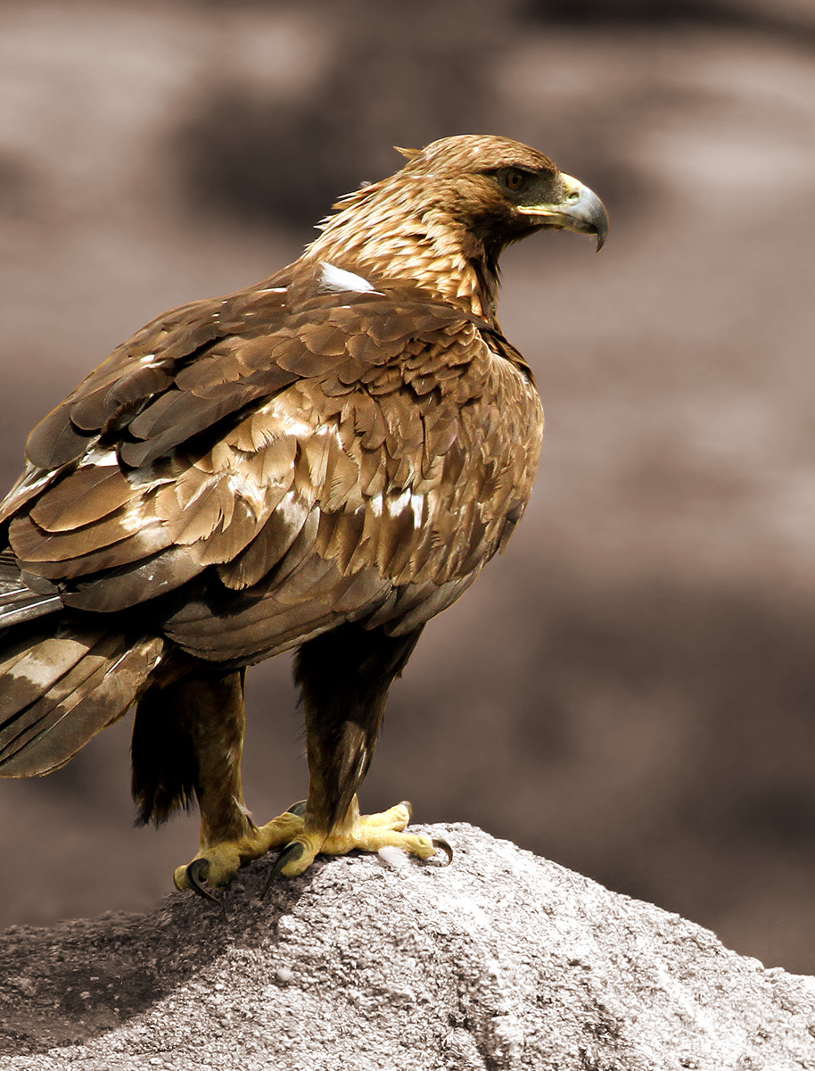 Striking photograph of an Eagle perched on a rock in Southern Utah.